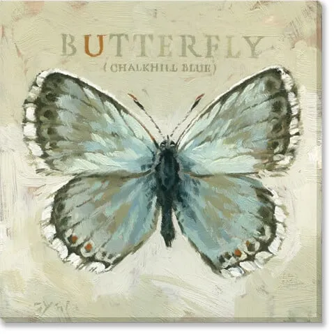 Chalkhill Blue Butterfly Art